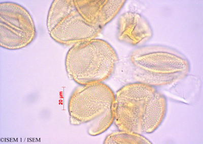 Burmeistera crispiloba - lame n° 29084